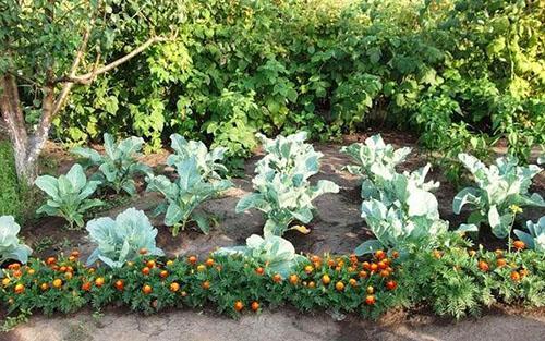 verduras y flores en el mismo jardín