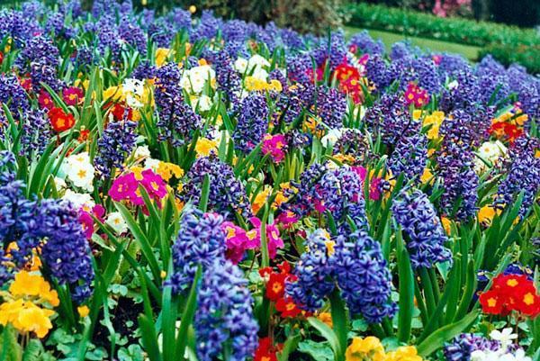 canteiro de flores variegado de primavera
