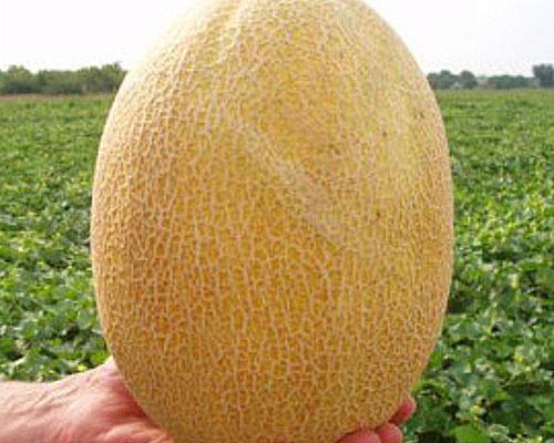 Dakaro melon fruit
