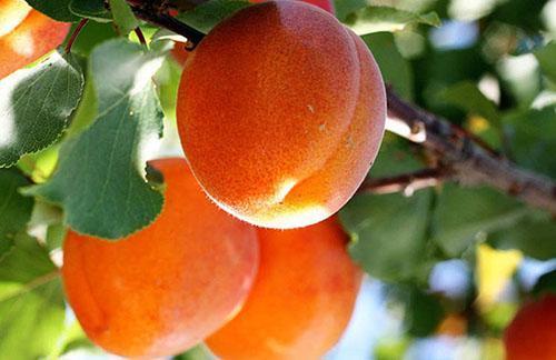 Aprikosenfrucht