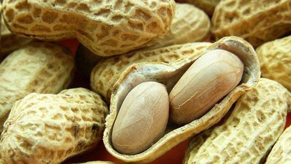 peanut fruit in a pod
