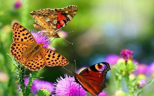 attracting butterflies to the garden