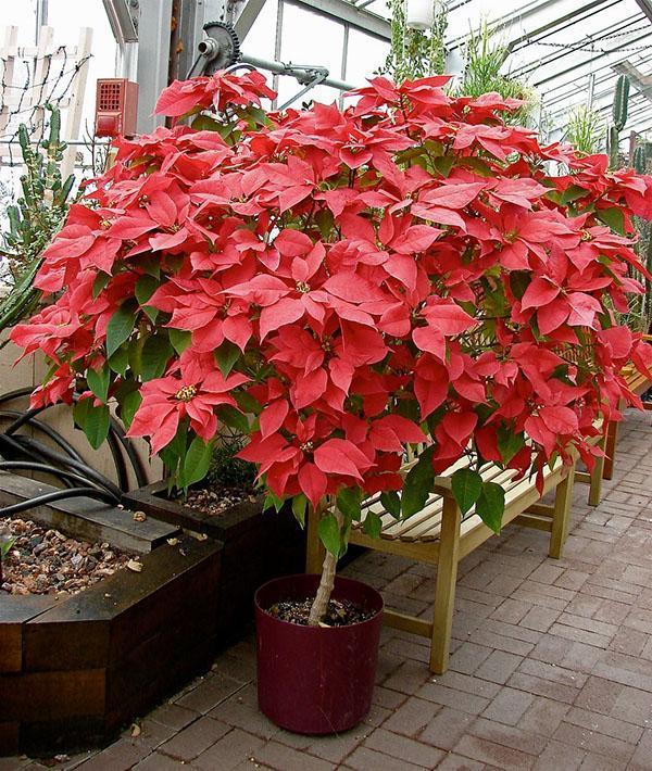 poinsettia in the greenhouse