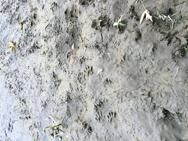 raccoon tracks on the site