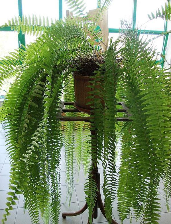 temperature and humidity for nephrolepis
