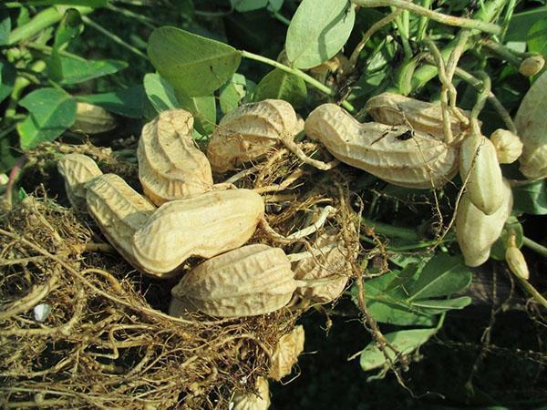 colheita de amendoim
