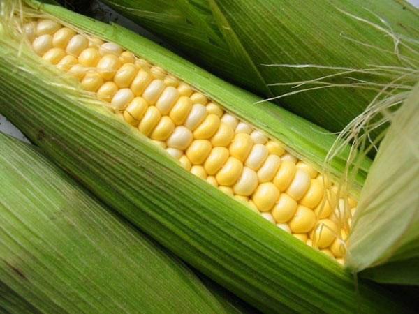 sklizeň kukuřice v zemi