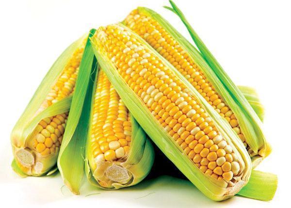 maïs oogst