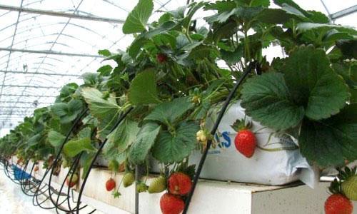 jordgubbar i behållare