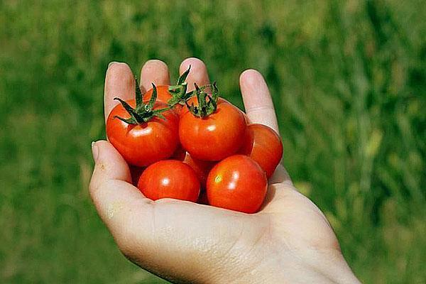 אנו מגדלים עגבניות שרי במו ידינו
