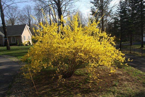 arbusto amarillo en el jardín