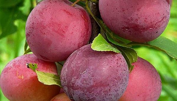 prune de cireșe găsite în grădină