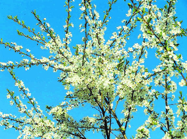 květ třešňové švestky