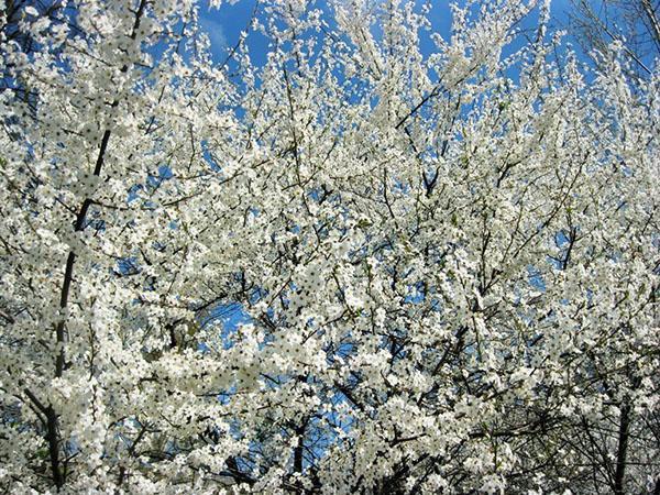 květy třešňové švestky