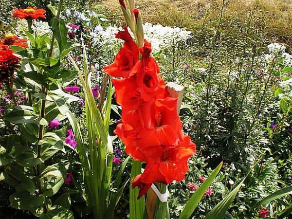 blomstrende gladiolus