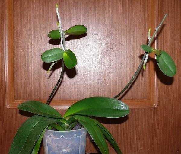 bayi orkid dengan akar