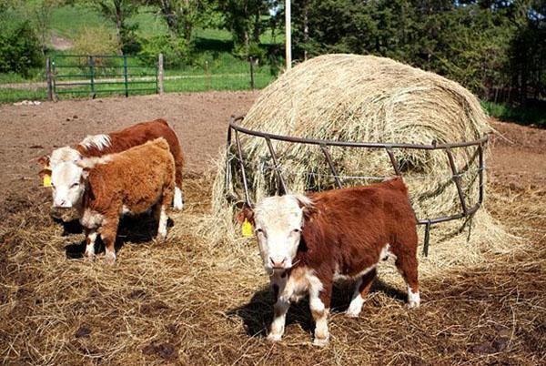 farming of small cows