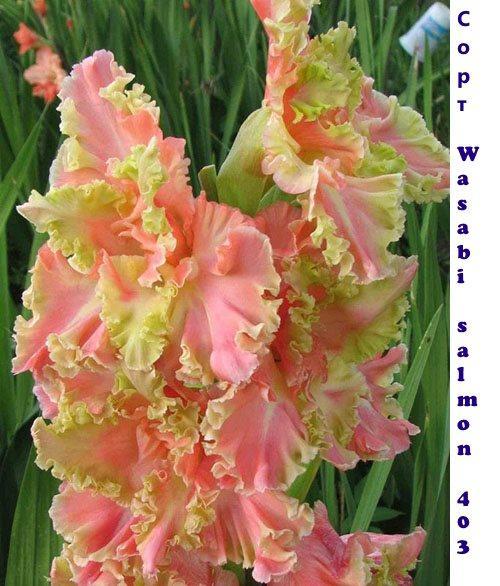 gladiolus Wasabi Saumon 403