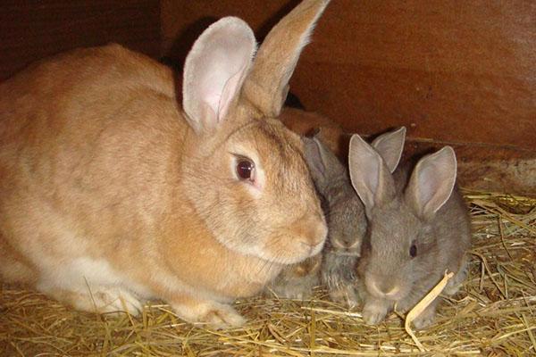 coniglio con coniglietti