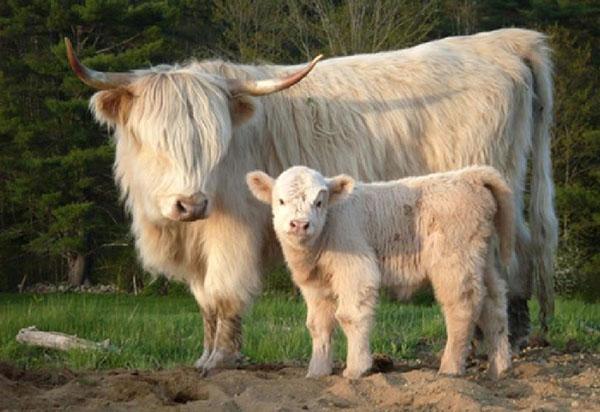 lembu mini dengan anak lembu