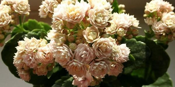 hoa nhẹ nhàng Kalanchoe