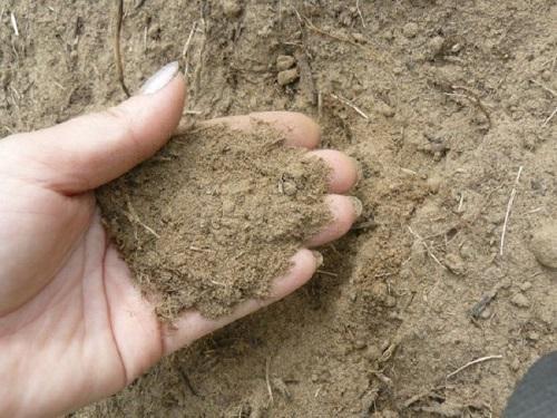 sandy soil