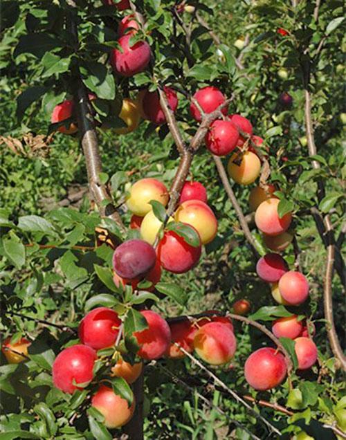A ameixa-cereja da variedade de cometa Kuban dá frutos