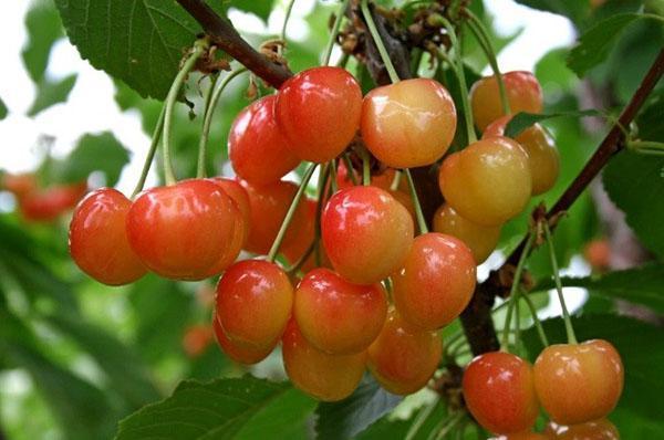 vyšnių vaisiai