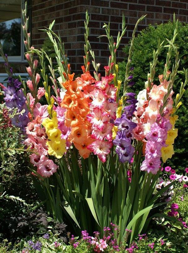 variety of gladioli in the country