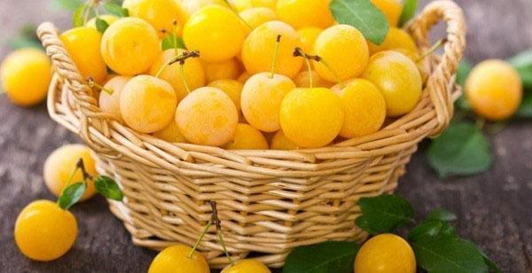 fruits solaires de la variété Zlato Scythian
