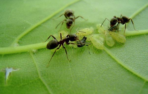 formigas carregando pulgões