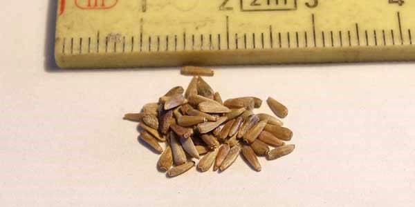 semințe de aster