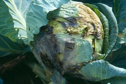 slimy bacteriosis of cabbage