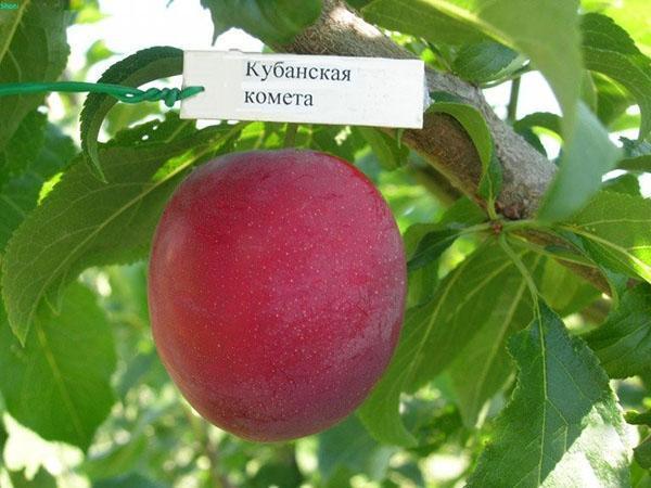 cereja variedade ameixa cometa Kuban