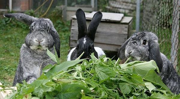 trawa królika