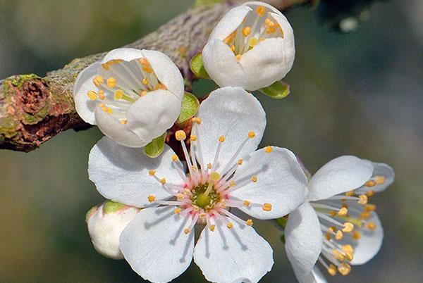 štruktúra kvetu čerešňovej slivky
