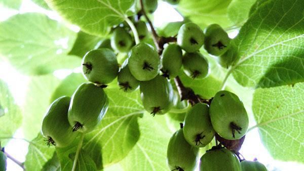lahodné plody aktinidie