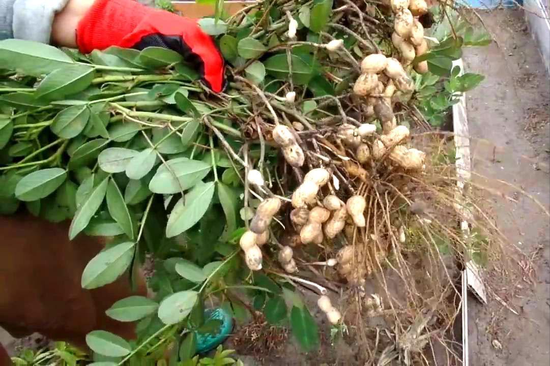 growing peanuts in the country