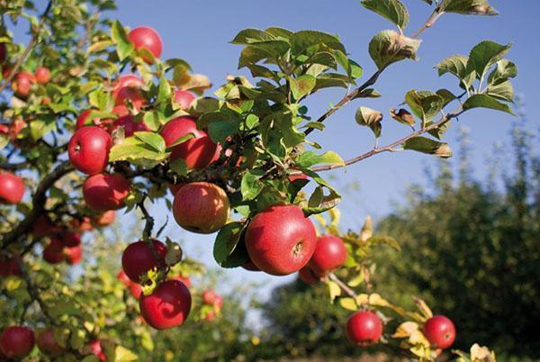 măr din puieți cu rădăcini proprii