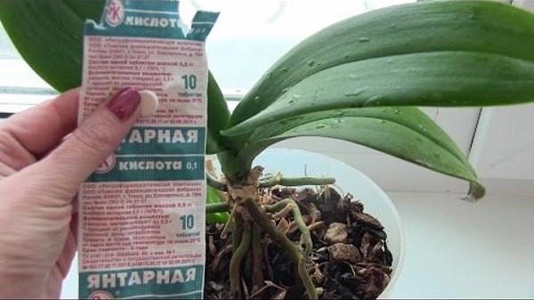 ácido succínico para orquídeas