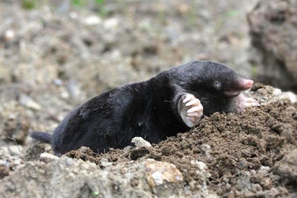 meet the mole