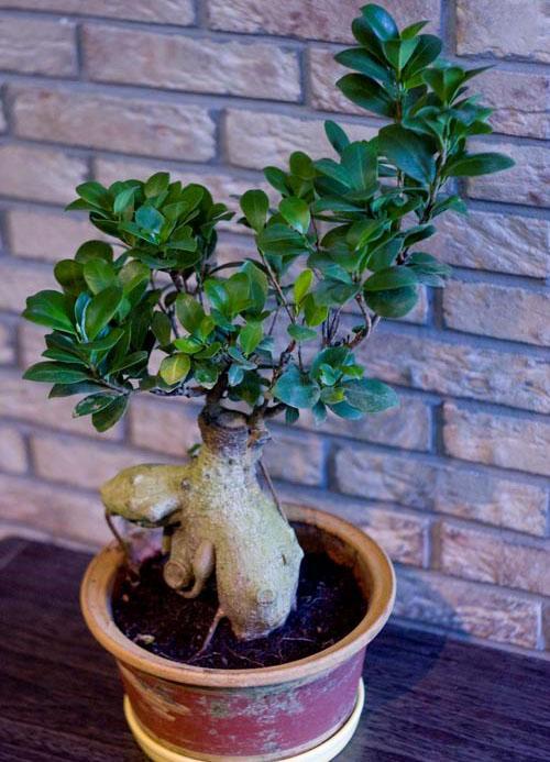 ficus bonsai we wnętrzu