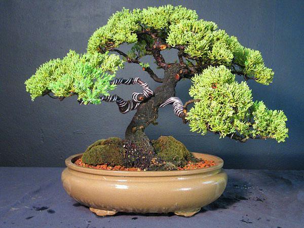 Bonsai based on Chinese juniper