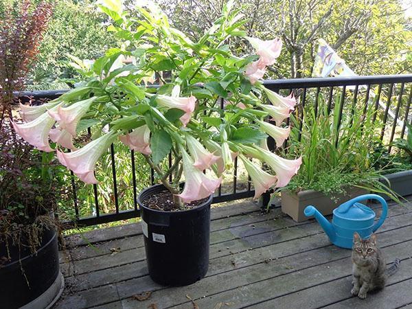 blooming young brugmansia