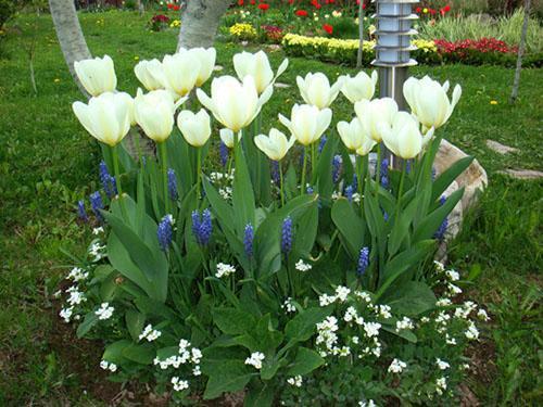 u vrtu cvjetaju tulipani