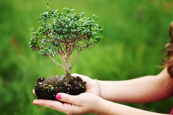 bonsai - un albero in miniatura
