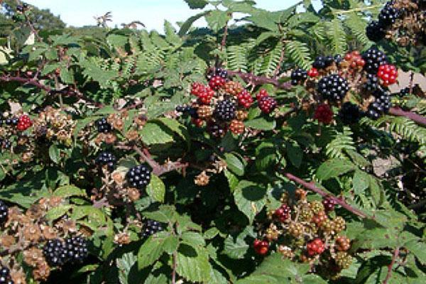blackberries at their summer cottage