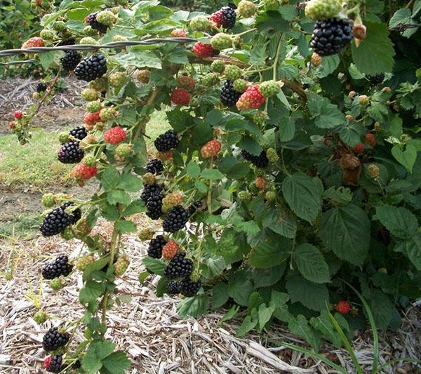 blackberry bush on a trellis