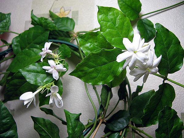 indoor jasmine sambac