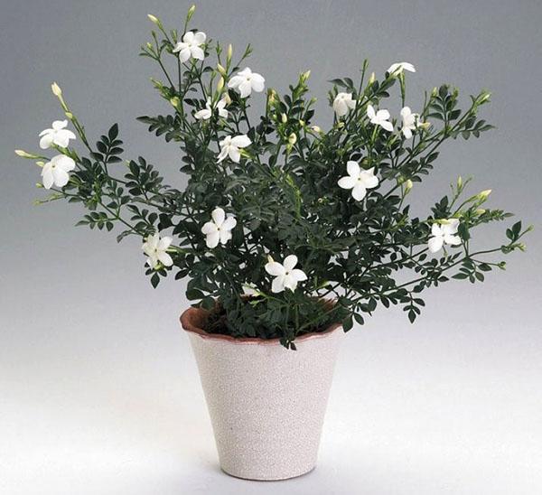jasmine large-flowered